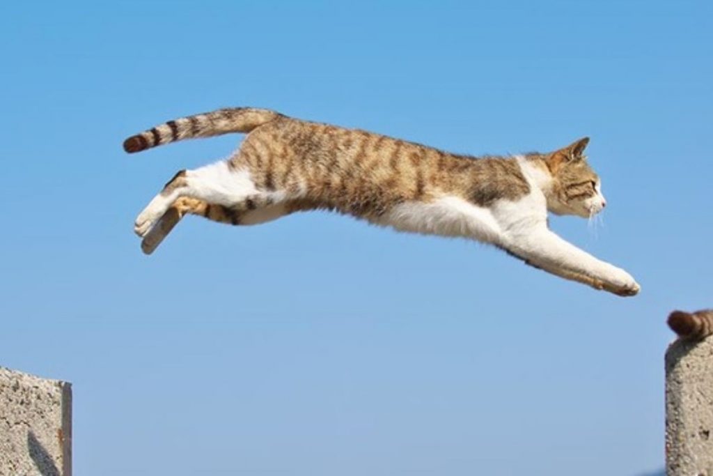 7 vida del gato-saltando
